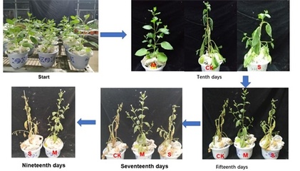 水保所在生態環境治理新型材料研發方面取得重要進展